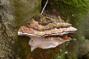 Fungus