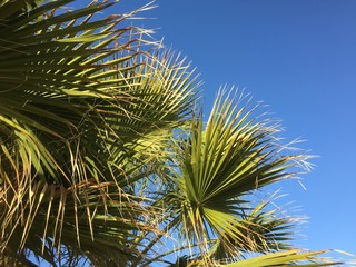 Fototapeta na wymiar Palm trees in the blue sunny sky background