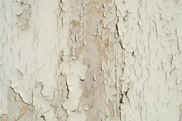 peeling paint faded color rough wood texture