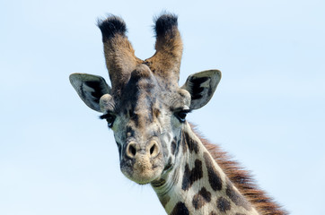 Wild Giraffe