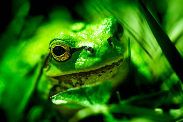 Macro shot of a European tree frog, hiding in the grass.