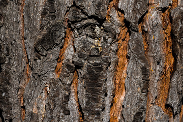 pine bark
