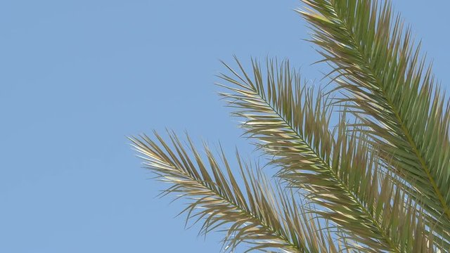 High quality video of palm tree on the blue sky in 4K