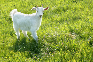 Obraz premium white goat on the green grass in the spring