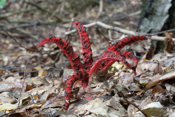 Clathrus archeri (Devil's Fingers). Photo has been taken in the natural forest background.
