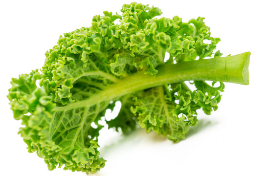 Oldenburger 이미지 – 찾아보기 834 스톡 사진, 벡터 및 비디오 | Adobe Stock