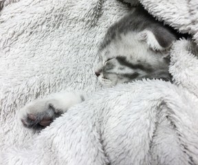 Naklejka premium Sleeping scottish fold cat