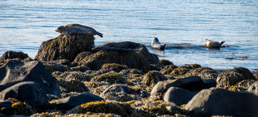 Seals resting in Ytri Tunga beach in Iceland