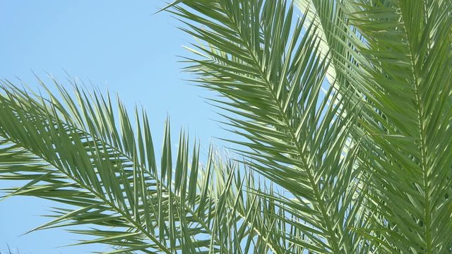  High quality video of palm tree on the blue sky in 4K