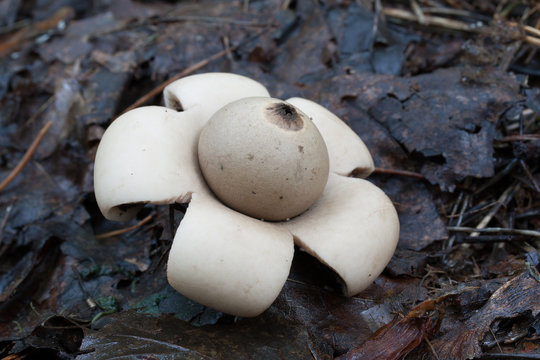 Geastrum fimbriatum. Photo has been taken in the natural forest background.