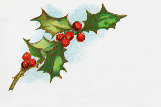 Vintage Holly Print