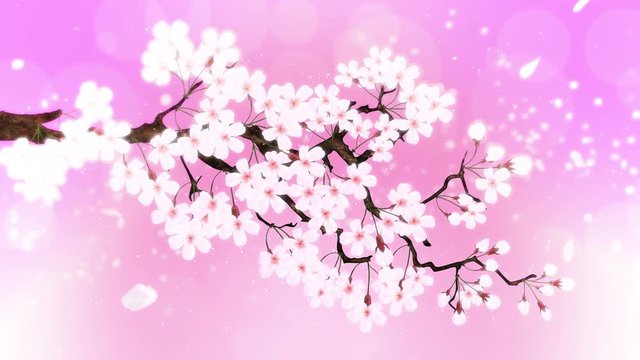 満開になる桜の花びら ピンク