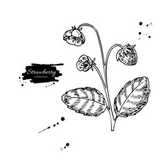 Strawberry plant vector drawing. Isolated hand drawn berry bush 
