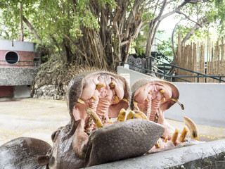 Two hungry hippopotamus open their mouth waiting for food