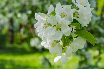 Garden with blossoming apple-trees, spring landscape