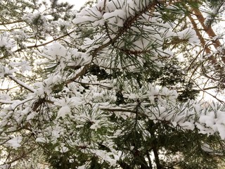 city park in winter snow