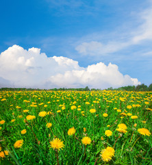 Yellow flowers field under blue cloudy sky