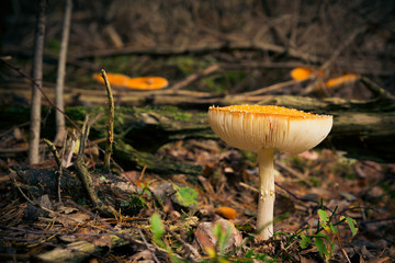 Mushroom In The Forest