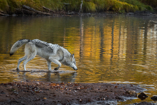 Grey Wolf (Canis lupus) Walks Right Through Water