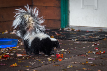 Striped Skunk (Mephitis mephitis) Walks Towards Door