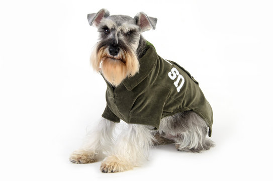 Dog Schnauzer Wearing Green Shirt