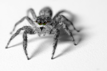 Jumping spider with colorful eyes