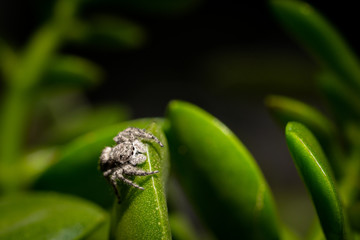 Jumping spider on a succulent plant