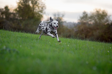 Fototapeta premium running pup