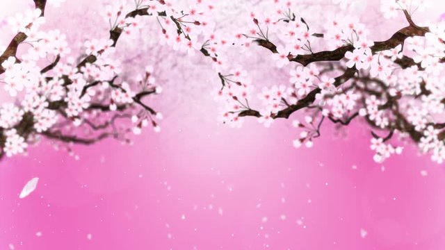 満開になる桜の花びら ピンク ループ