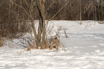 Canadian Lynx (Lynx canadensis) Stands Near Trees