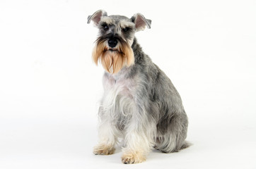 schnauzer seated on white background