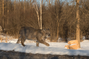 Bobcat (Lynx rufus) Walks Right Across Log