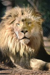 Lion laying in the sun - Staring - Sunny day