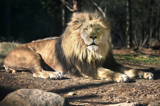 Lion laying in the sun - Staring - Sunny day
