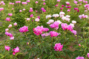 Obraz premium Peony flower