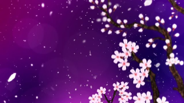 満開になる桜の花びら 紫 ループ