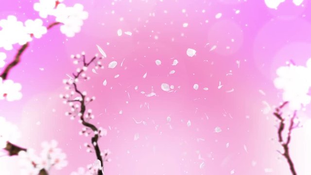満開になる桜の花びら ピンク ループ