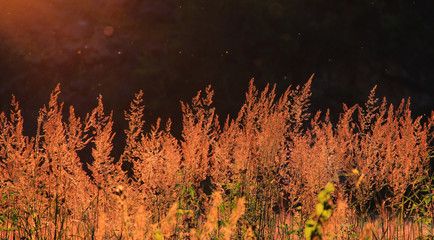 Rote Gräser auf einer Wiese im Sonnenuntergang, mit Partikeln in der Luft