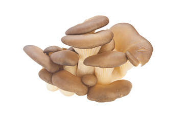 delicious raw mushrooms  on white