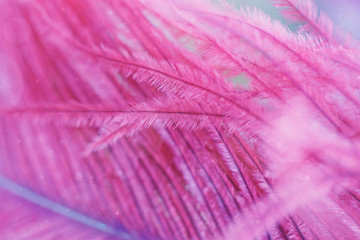 Fototapeta premium Beautiful abstract background with purple feather.