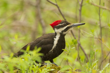 Pileated woodpecker 