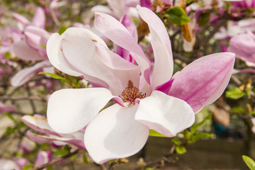 Naklejka na ściany i meble Fresh pink magnolia flower