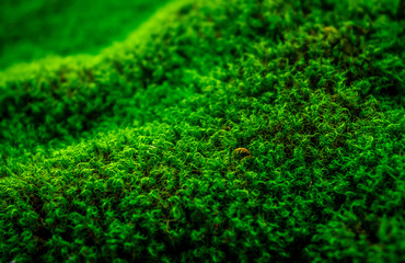 Vivid Green Moss