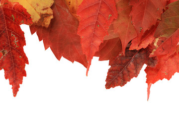 red fall leaf edge