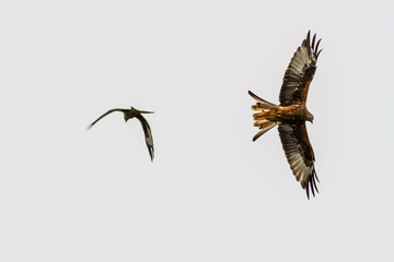 Two red kites or milvus milvus