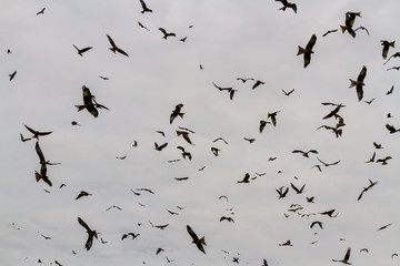 Many red kites or milvus milvus