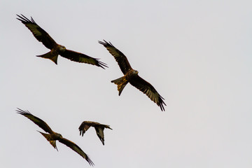 Four red kites or milvus milvus