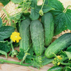 Harvest of green cucumbers with leaves