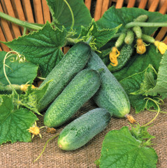 Harvest of green cucumbers with leaves
