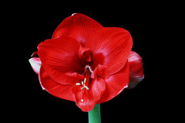 Naklejka premium red amaryllis flower